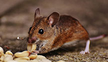 biohazard-cleanup-for-pest-infestations Experts in Courtdale